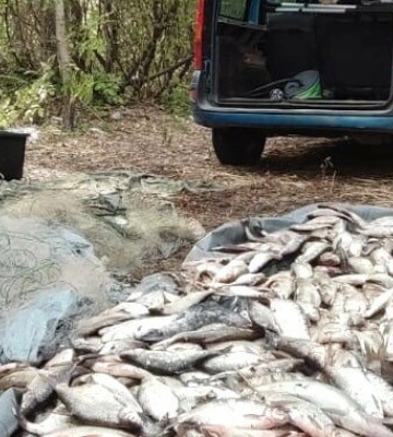 Браконьєр виловив з ріки на Полтавщині риби на майже пів мільйона гривень