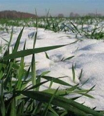 Полтавщина планує засіяти озимими культурами до 250 тисяч гектарів