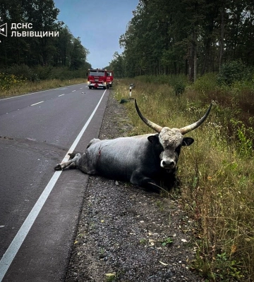 У Львівському районі внаслідок наїзду на корову водій легковика загинув, а двоє його пасажирів отримали травми – поліцейські встановлюють обставини