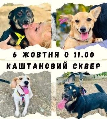 На цьому тижні в Миколаєві пройде чергова виставка-прилаштування безпритульних тварин