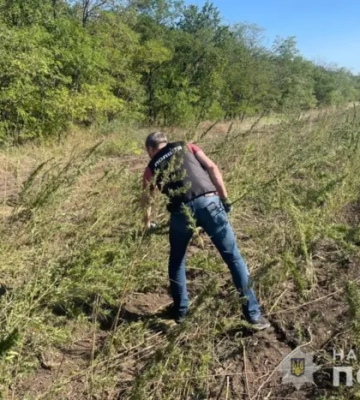На Одещині поліція виявила понад 300 тис. кущів конопель 