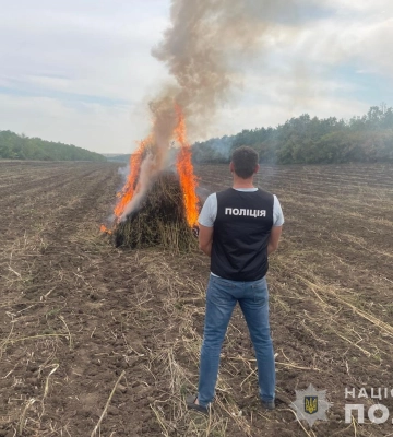 332 000 кущів конопель майже на ₴300 млн. виявили одеські поліцейські на землях державного лісового фонду
