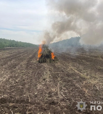 Как 10 футбольных полей: в Одесской области полицейские сожгли 332 тысячи кустов конопли 
