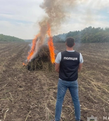 Правоохранители уничтожили плантацию конопли на земле государственного лесного фонда