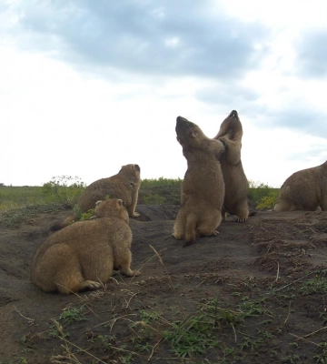 Таємниче життя кумедних тварин: екологи показали кадри з одеськими "новоселами"