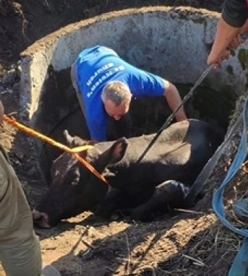 На Волині з-під землі дістали корову 