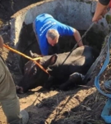 На Волині рятувальники визволили корову, яка впала в колодязь