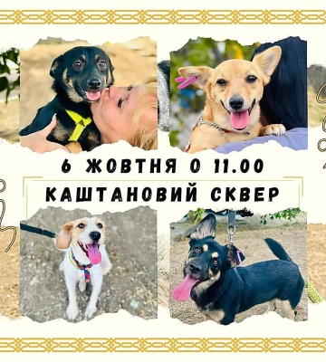 Миколаївців запрошують до Каштанового скверу 6 жовтня на виставку-прилаштування тварин