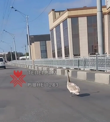 Сьогодні у Рівному можливе ускладнення руху на  трьох вулицях