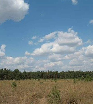 З Андріївського урочища хочуть зняти статус заповідника