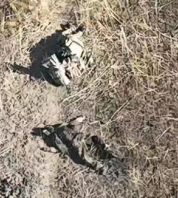Тіла 16 ліквідованих окупантів валяються на стежці смерті поблизу Глибокого на Харківщині. ВIДЕО 18+