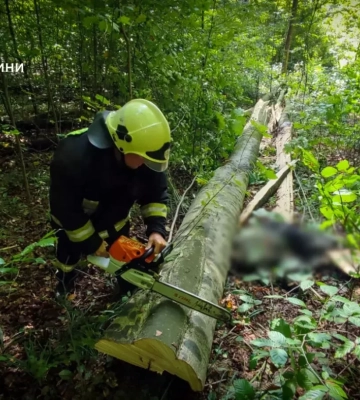 На Львівщині внаслідок падіння дерева в лісі загинув 56-річний чоловік