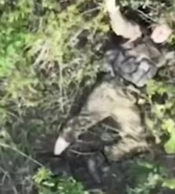 Восьмерых оккупантов ликвидировали сбросами операторы дронов 5-й ОШБр на Покровском направлении. ВИДЕО
