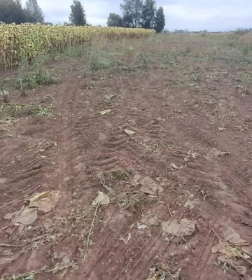 На Волині понад 2 га землі біля Турії самовільно засіяли соняшником