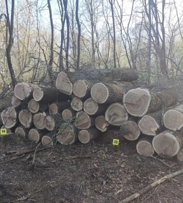 На Сумщині троє нелегальних лісорубів напилили дров на 1,3 млн грн збитків