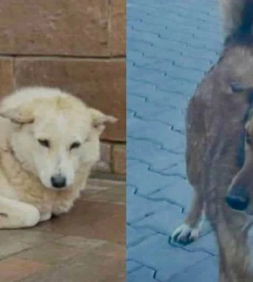 На Буковині невідомі розстріляли двох безпритульних собак