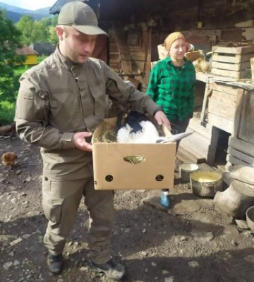 Птаха перенесла операцію успішно: на Закарпатті  врятували безпомічного лелеку