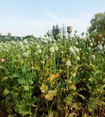 На Волині пенсіонерка, яка вирощувала понад 850 кущів маку, ледь не потрапила за ґрати