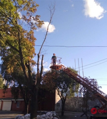 В Одессе сильный ветер повалил 7 деревьев и 5 больших веток 