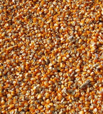Украина экспортировала уже 3,9 млн тонн агропродукции по «зерновому коридору»