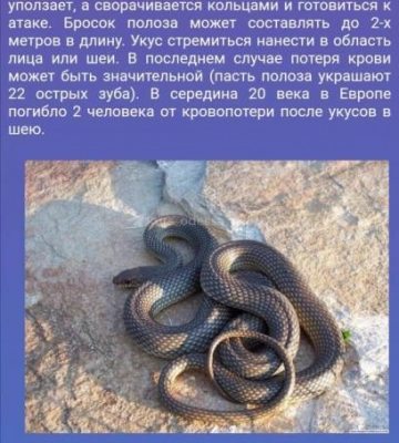 В одному із житлових масивів Одеси виявили змію