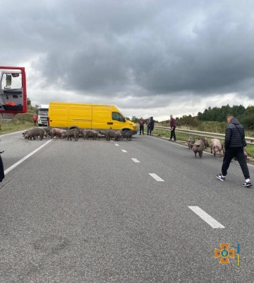 На Львівщині під час руху загорілася вантажівка, в якій перевозили 170 свиней, - ФОТО