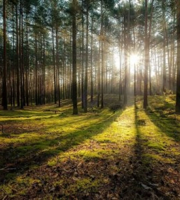 В Закарпатській області скасували заборону на відвідування лісів населенням