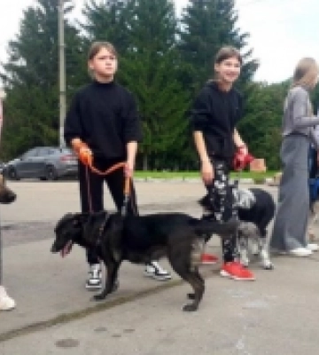 У Рівному відбувся благодійний забіг з собаками