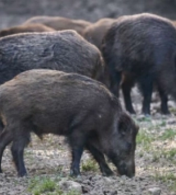 На Волині дикі кабани прибігають з лісу в села і нищать врожай