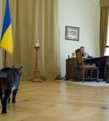 У Львові котячий &quot;мер&quot; розповів, як правильно підготуватися до зими