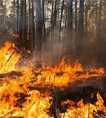 На Волині судитимуть чоловіка, який спалив 14 гектарів лісу