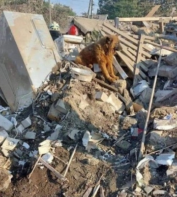 Вижив лише пес: під час удару по Дніпру загинула родина захисника