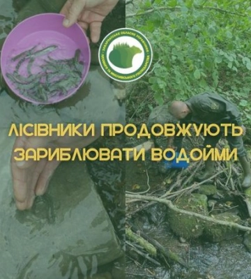 Днями лісівники державних підприємств Закарпатського ОУЛМГ поповнили мальками рибин місцеві водойми