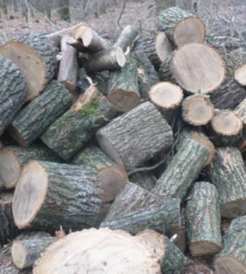 Нарубали на 80 тисяч: у Суворовській громаді «чорним» лісорубам не вдалося втекти від кримінальної відповідальності