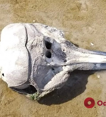 На побережье Одесской области снова нашли останки дельфинов