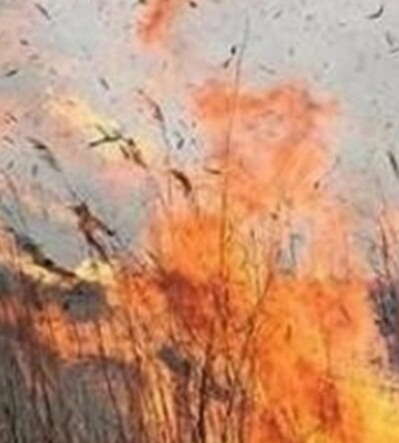 На Одещині вже четверту добу горить очерет на території біосферного заповідника