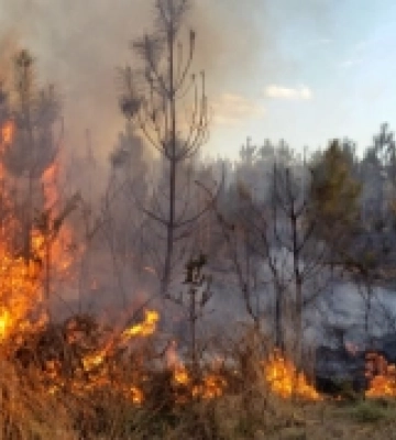 У Сумській області внаслідок атаки росіян згоріло 7,5 гектарів лісу