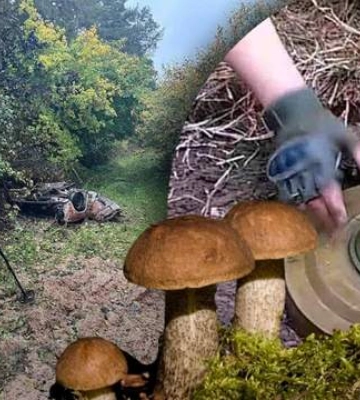 На Черниговщине взорвались на мине 4 грибника