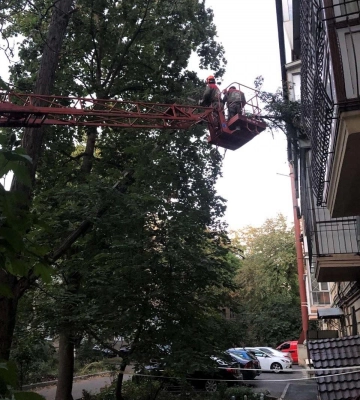 Непогода в Одессе: сильный ветер повалил 12 деревьев и большие ветки 