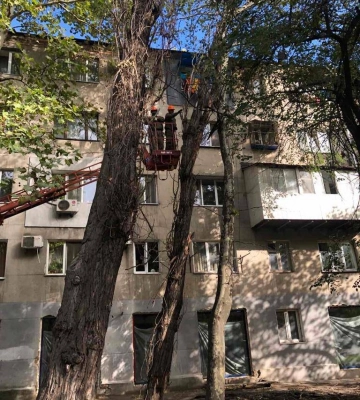 В Одесі непогода повалила 12 дерев та великих гілок, - ФОТО