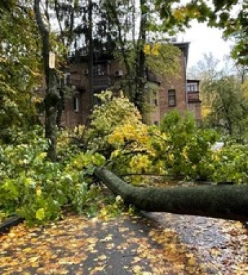 У Києві дерево, що впало через негоду, мало не призвело до трагедії: фото
