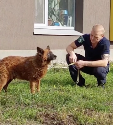 Пес Крым, оплакивавший хозяев на руинах в Днепре, проходит лечение (видео)