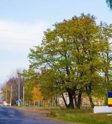 ЗСУ звільнили селище Борова у Харківській області (відео)