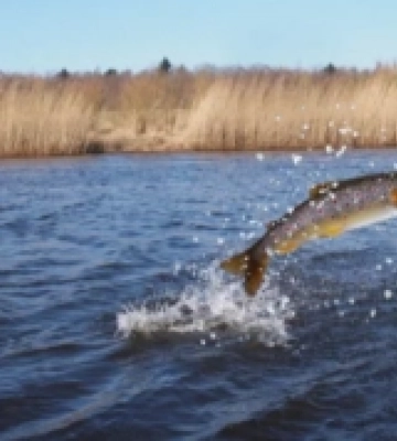На Закарпатті продовжують зариблювати водойми