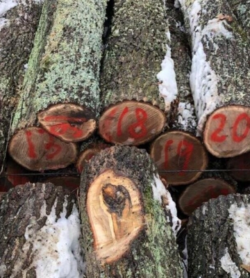 На Львівщині за незаконну вирубку дубів судитимуть п&#039;ятьох чоловіків
