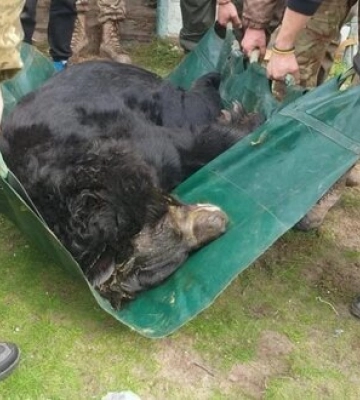 ВСУ спасли контуженого медведя возле освобожденного Лимана. ФОТОрепортаж
