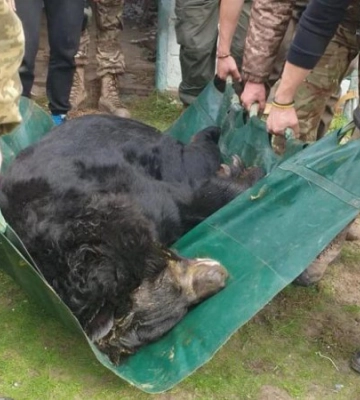 На Харківщині врятували контуженого ведмедя