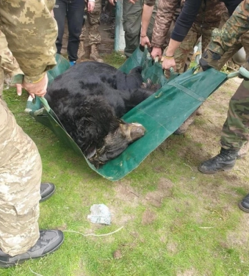 Контуженого ведмедя врятували біля звільненого Лимана
