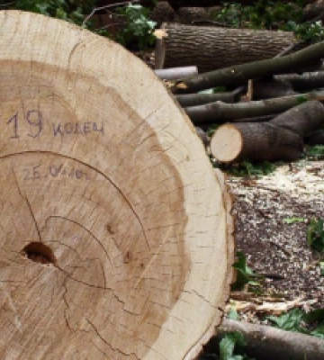 Лісомисливське господарство сплатить 800 тис. грн за незаконну порубку лісу на Львівщині