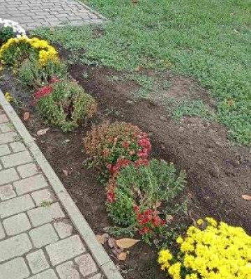 Вандали знову понівечили клумби в одному зі скверів міста
